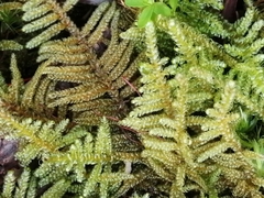 Hypnum plumaeforme