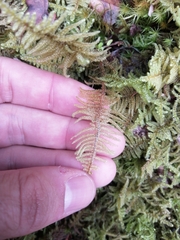 Hypnum plumaeforme