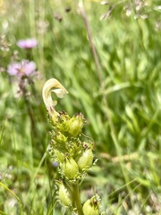 Pedicularis tuberosa