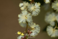 Acacia myrtifolia