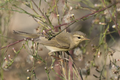 Phylloscopus