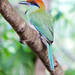 Russet-crowned Motmot - Photo (c) Cheryl Harleston López Espino, some rights reserved (CC BY-NC-ND), uploaded by Cheryl Harleston López Espino