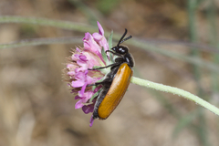 Lydus trimaculatus italicus