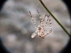 Argiope lobata