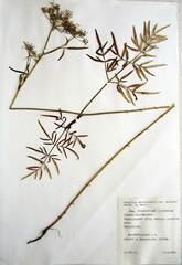 Ostericum maximowiczii