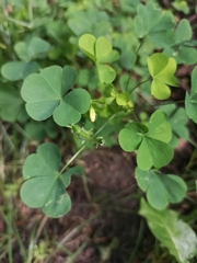 Oxalis stricta