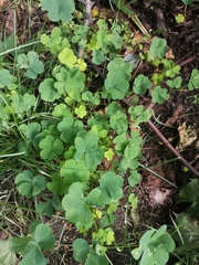 Oxalis stricta