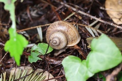Cyclophorus martensianus