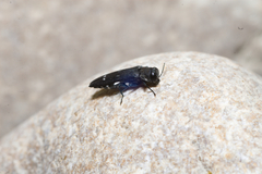 Agrilus ater