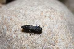 Agrilus ater