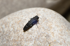 Agrilus ater