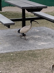 Threskiornis molucca