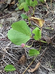 Ipomoea pes-caprae