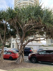 Pandanus tectorius