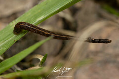 Chtonobdella limbata