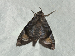 Acosmeryx pseudonaga