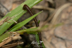 Chtonobdella limbata