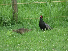 Phasianus versicolor