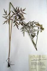 Ostericum maximowiczii