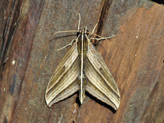 Elibia dolichus
