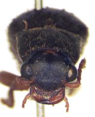 Selonodon
