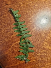 Pteridium aquilinum