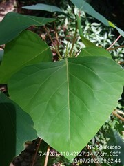 Homalanthus populneus