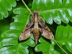 Eupanacra mydon