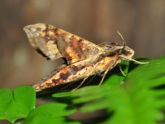 Eupanacra mydon