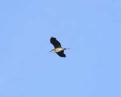 Ardea cinerea