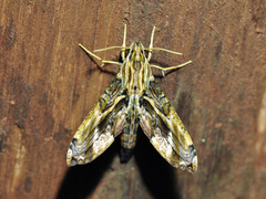 Eupanacra variolosa