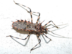 Salyavata macmahanae