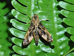 Eupanacra variolosa