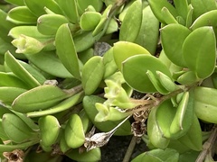 Leptopetalum