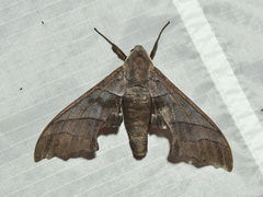 Polyptychus trilineatus