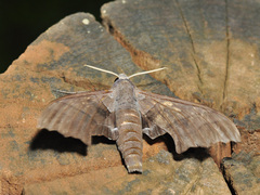 Polyptychus trilineatus