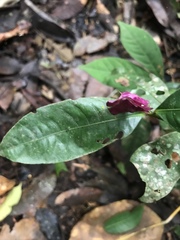 Palicourea ostreophora
