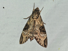 Psilogramma discistriga