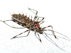 Salyavata macmahanae