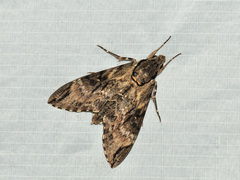 Psilogramma discistriga