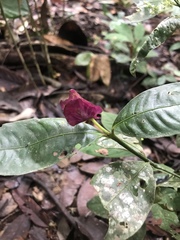 Palicourea ostreophora