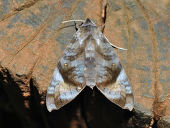 Acosmeryx pseudonaga