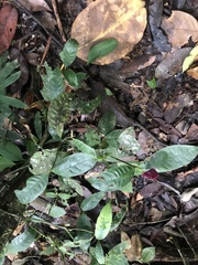 Palicourea ostreophora