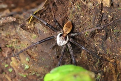 Dolomedes nigrimaculatus