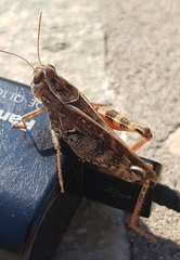 Calliptamus italicus