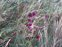 Allium rotundum