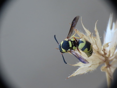 Euodynerus variegatus