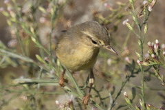 Phylloscopus