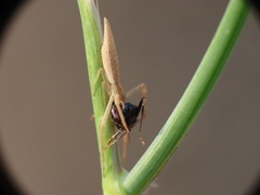 Monaeses paradoxus