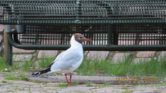 Chroicocephalus ridibundus